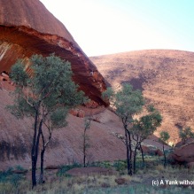Some trees at the base of Uluru