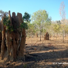 6m tall cathedral termite mounds at Kakadu National Park