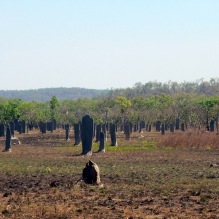 The magnetic termite mounds at Litchfield